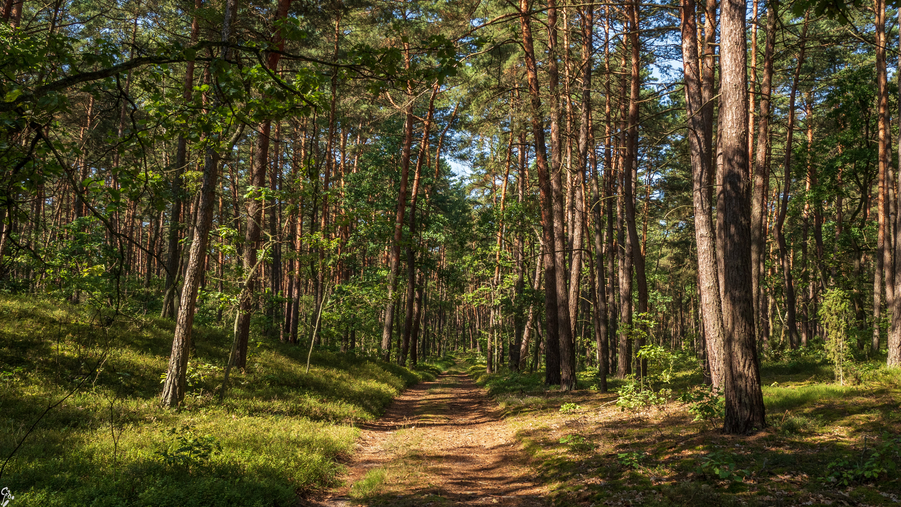 kampinos-02