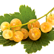 Grapes4