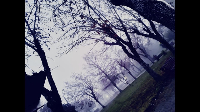 Soyyo