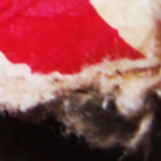 woolfred-t4-30