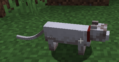 A cat.
