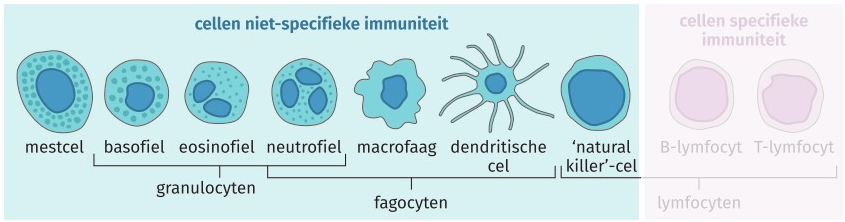 Leukocyten