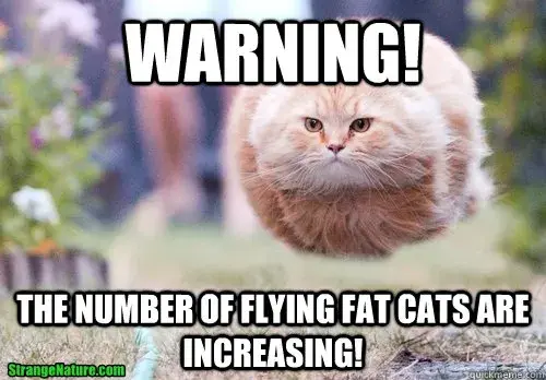 Cat Getting Lazy? 10 Tricks to Get Them Moving