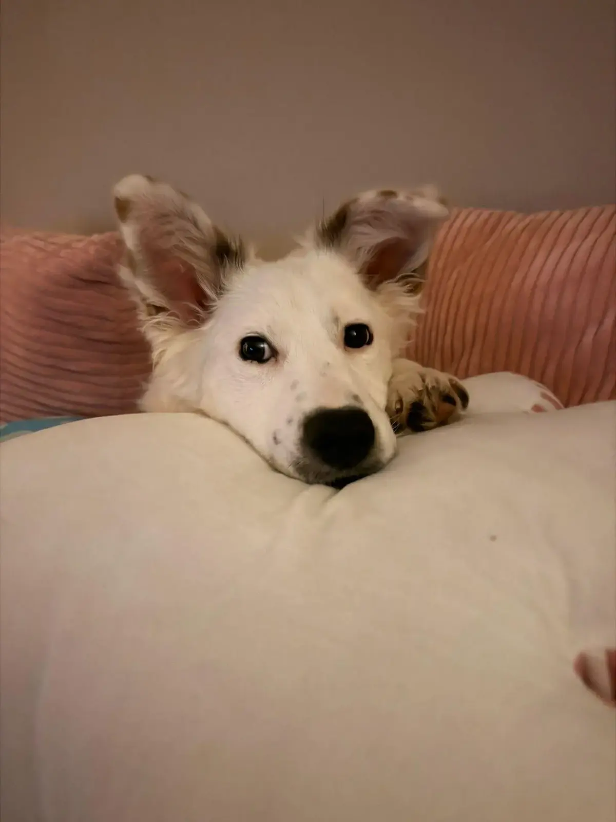 Deaf Puppy Seeks Forever Home
