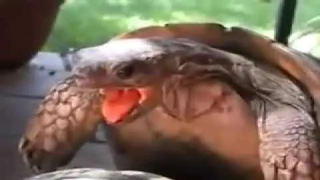 ogu iloveturtles