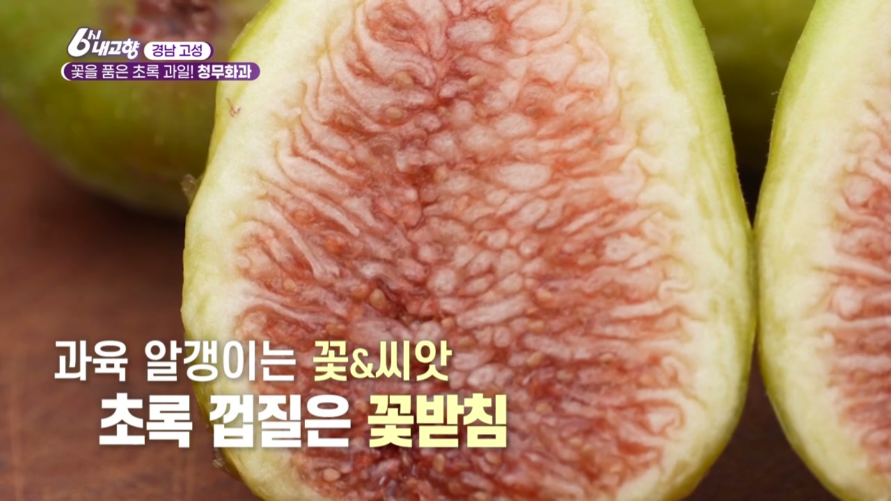 6시내고향 경남 고성 청무화과 추가 캡처 3