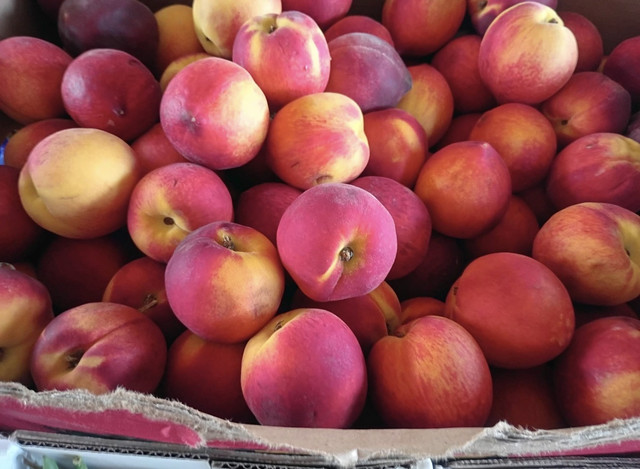 Fresh ripe peaches piled high at DJ's Fresh Market farm stand in Appleton WI