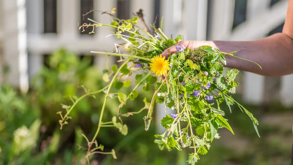 Grădina fără buruieni: Secretul stă în plantare!