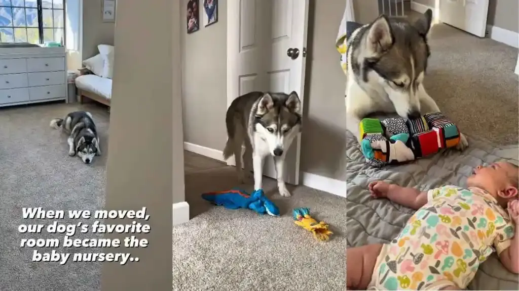 Dog Keeps Sneaking Into Baby's Nursery