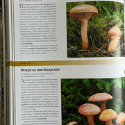 comp IMG 0319