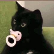 IMG 0527.gif