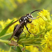 spruce-wasp