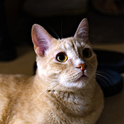 DSCF2136
