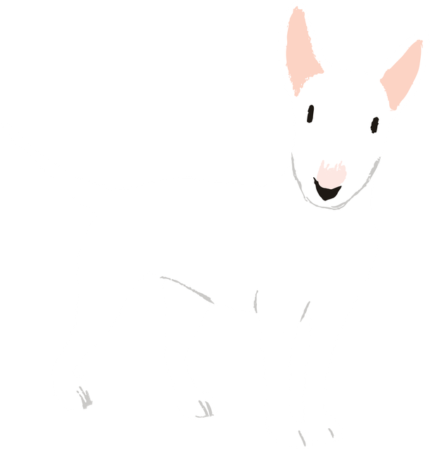 Bull-terrier-white