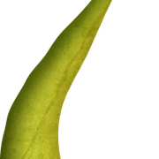 Stem1