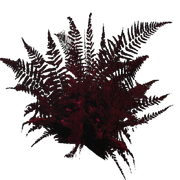Dark-Mudferns1
