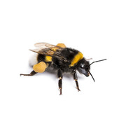 bumblebee