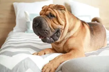 Choosing the Best Joint Supplement for Shar Peis