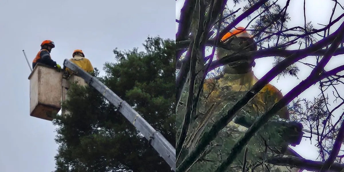 Canva 16