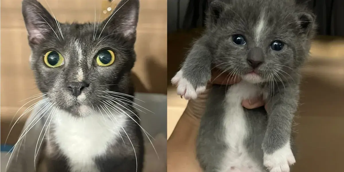 Young Mama Cat Rescued from Basement Embraces Her Rescuers