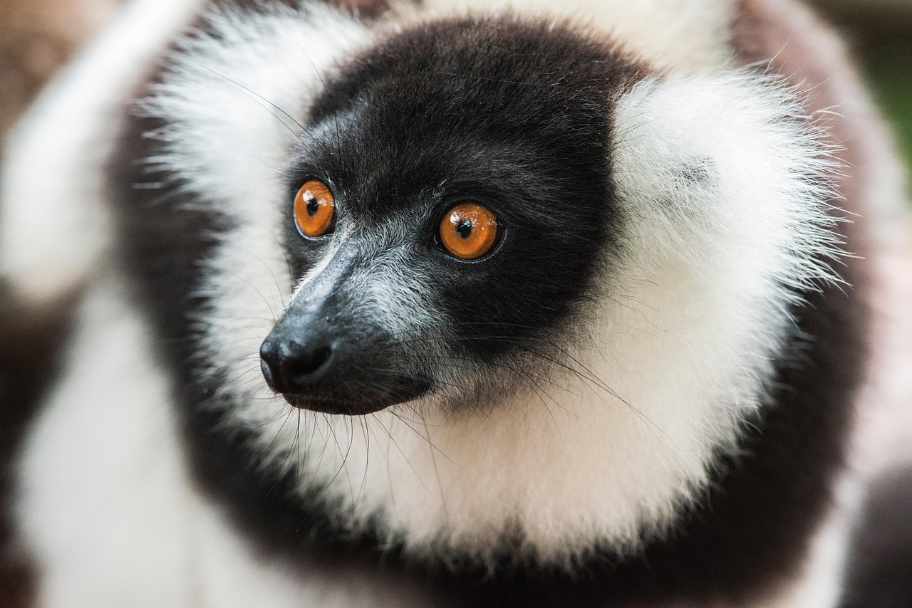 Sifaka
