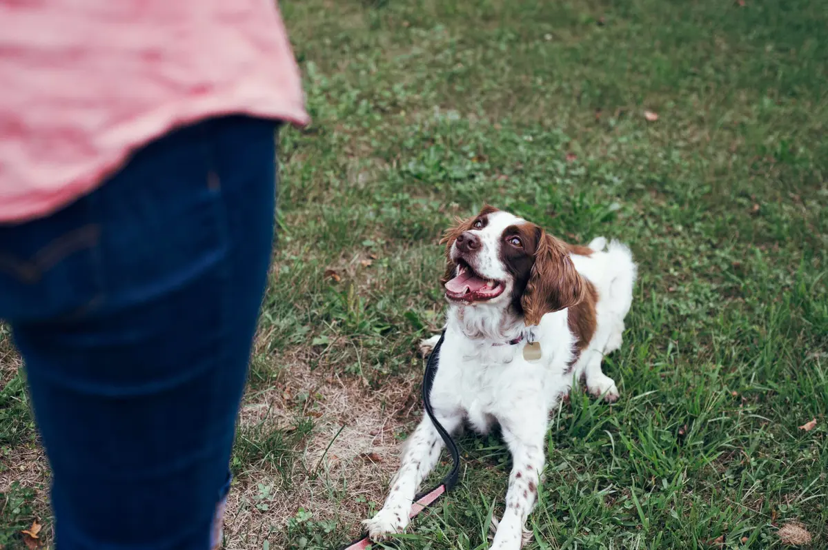 Welcoming a New Canine Companion