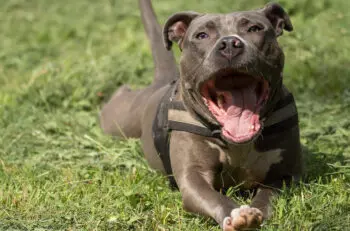 Senior American Staffordshire Terriers Benefit from Targeted Nutritional Support