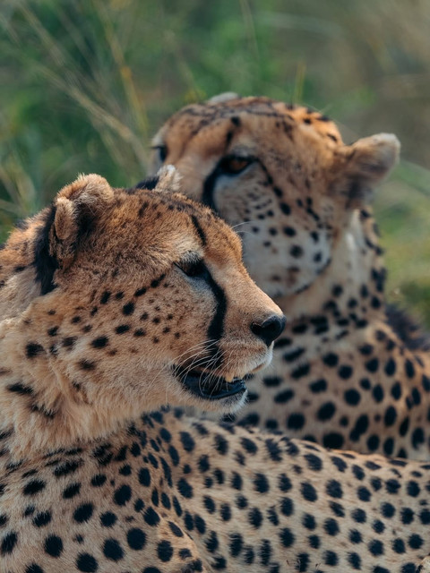 Masai Mara to Diani Safari