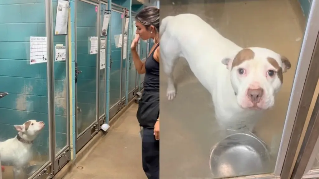 Volunteer's Heartbreak Over Shelter Dog's Long Wait