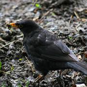 IMGP0660