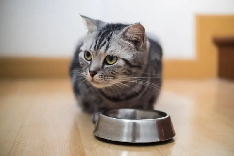 Pet Food Banks Expand to Meet Rising Needs