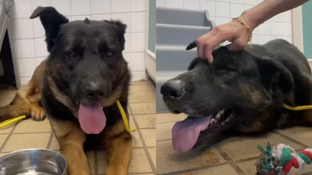 Shy Shelter Dog Needs a Home Before Time Runs Out