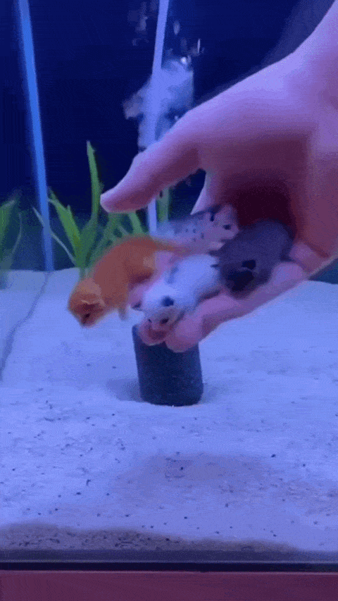Image.gif