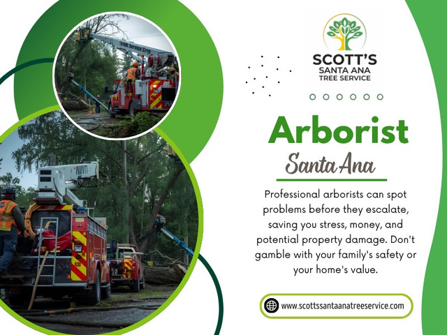 Tree stability is not a fixed condition. It shifts over time depending on weather, soil, and internal health. A trained Arborist Santa Ana doesn’t just look at the visible structure. They assess how weight is distributed and how the tree responds to stress over time.

Scott's Santa Ana Tree Service

Address - 215 S Main St #2, Santa Ana, CA 92701, US
Phone No - +16572758079
Find Us On Google Maps- https://maps.app.goo.gl/rX5G2U69gW6rg6Zo8

Read Our Blogs:
https://scottssantaanatreeservice.jimdofree.com/
https://scottssantaanatreeservice.weebly.com/
https://medium.com/@scottssantaanatreeservice

More Links:
https://linktr.ee/scottssantaanatreeservice
https://www.apsense.com/user/scottssantaanatreeservice
https://disqus.com/by/scottssantaanatreeservice/about/