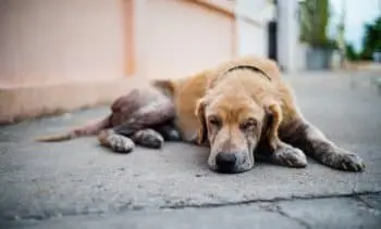 Keeping Your Dog Comfortable During Harsh Winter Months