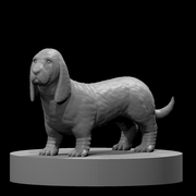 Basset Hound