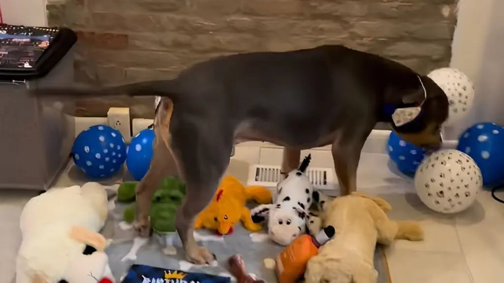 Adopted Dog Celebrates First Birthday in Loving Home