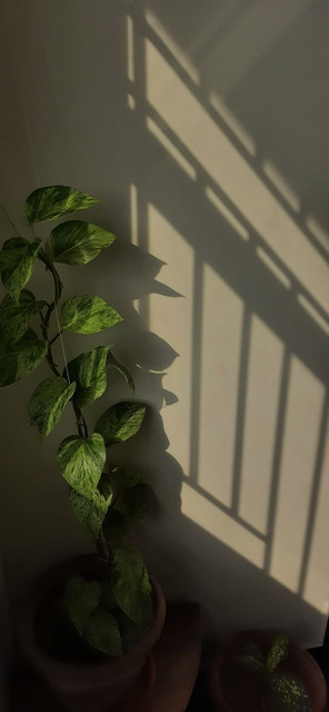 IMG 4466.jpg