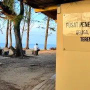 海龟
