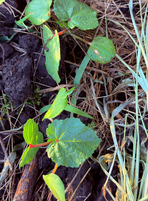 [Image: Okra2.png]