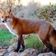 Harry Pre Adoption Red Fox
