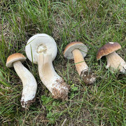 comp IMG 8458
