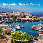 Relocation-pets-in-cyprus