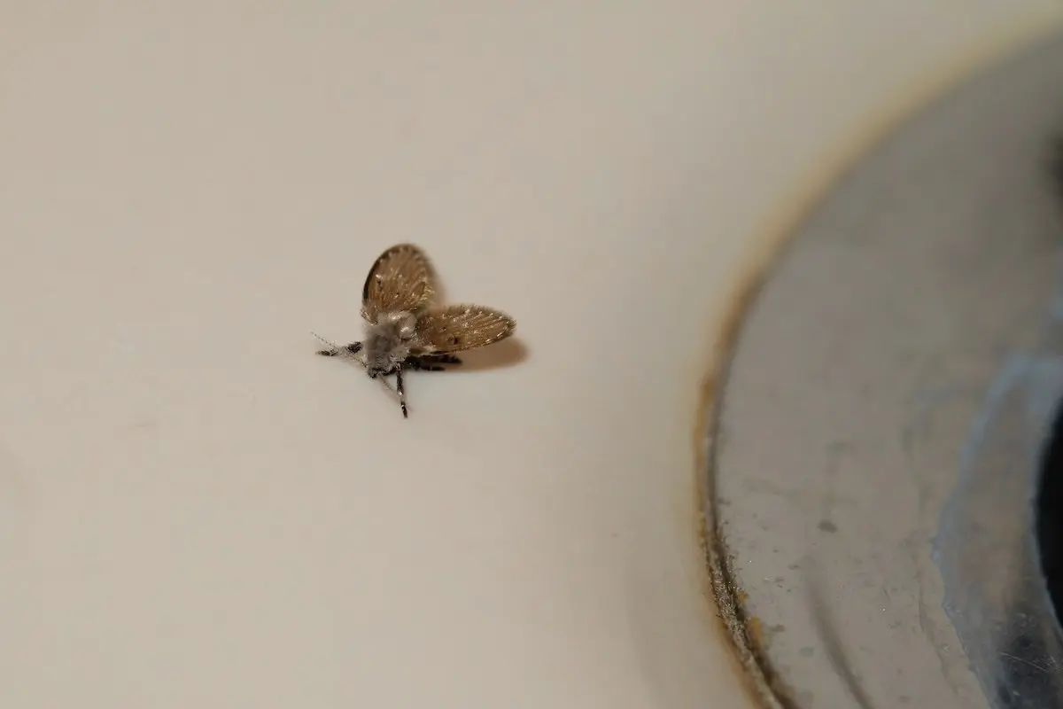 Adio, muște de scurgere! Ghid complet pentru a scăpa de micii invadatori