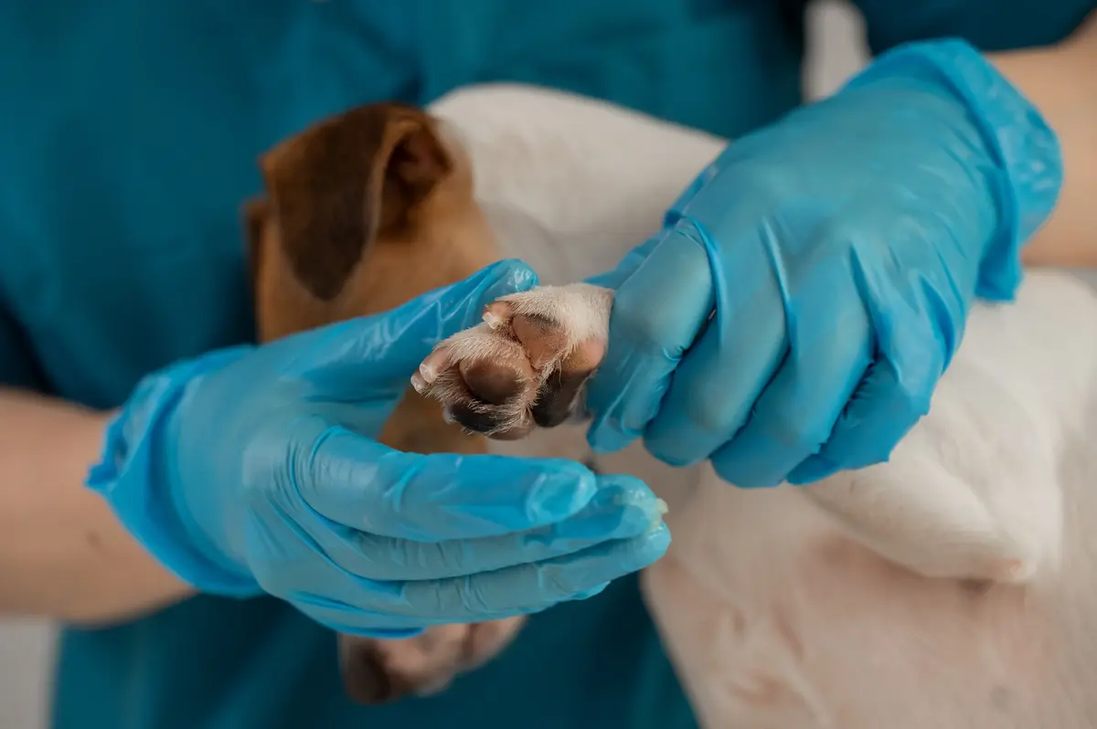 Immediate Care for a Dog's Broken Nail