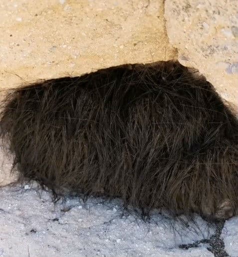 furry1.jpg