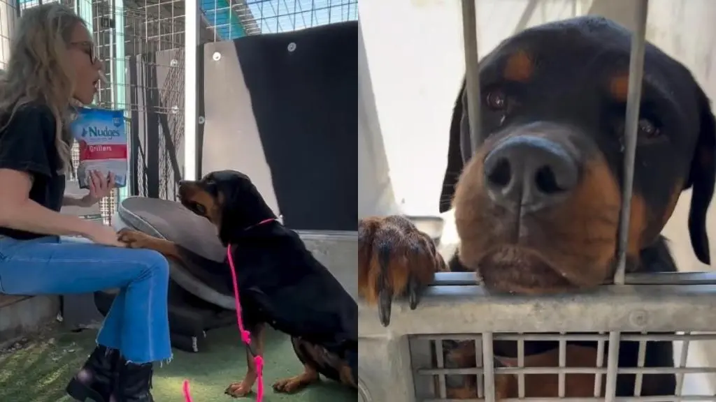 Shelter Dog's Gentle Spirit Captivates Rescuers