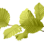 30325 8 leaf image