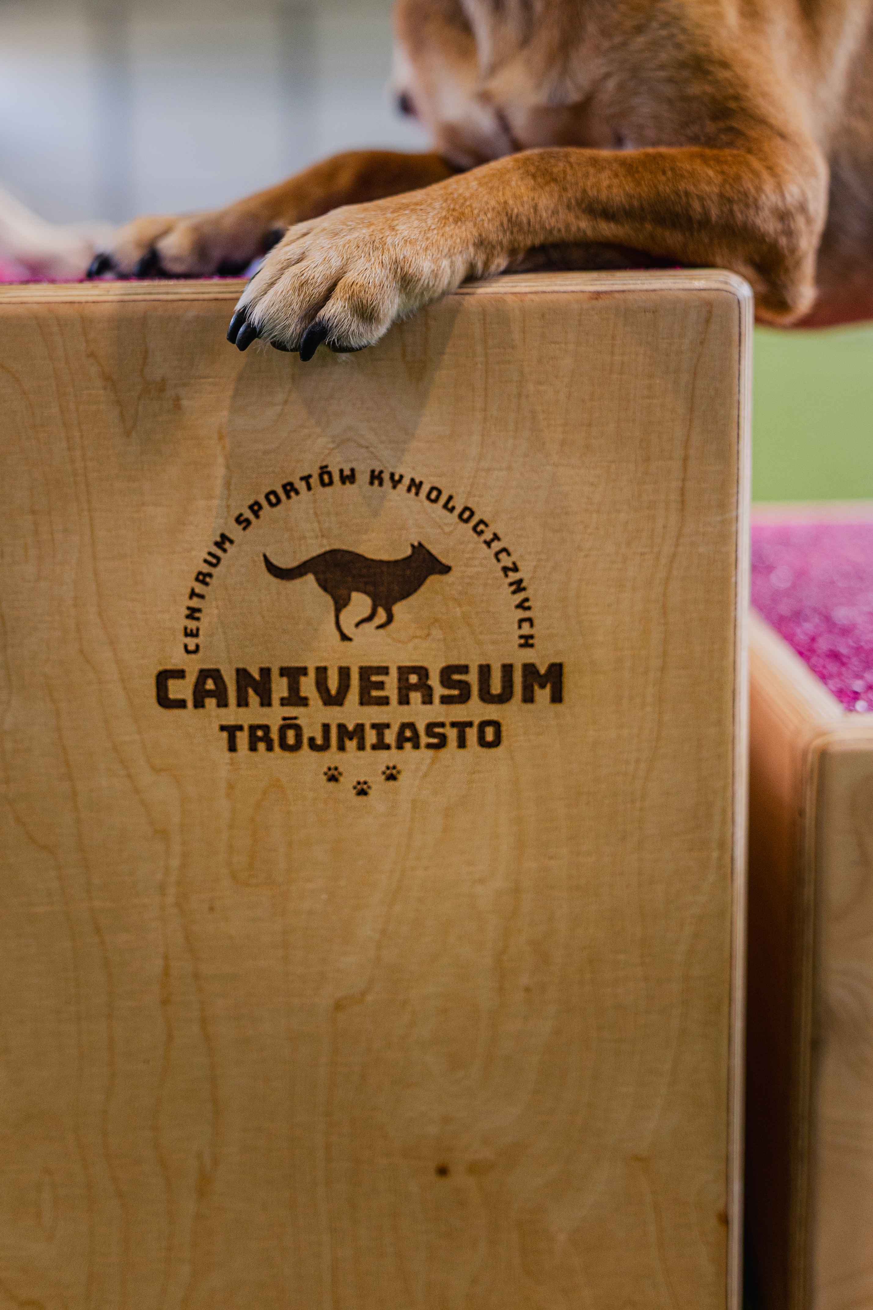 Caniversum Trójmiasto - detal marki