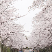 인천대공원 벚꽃축제